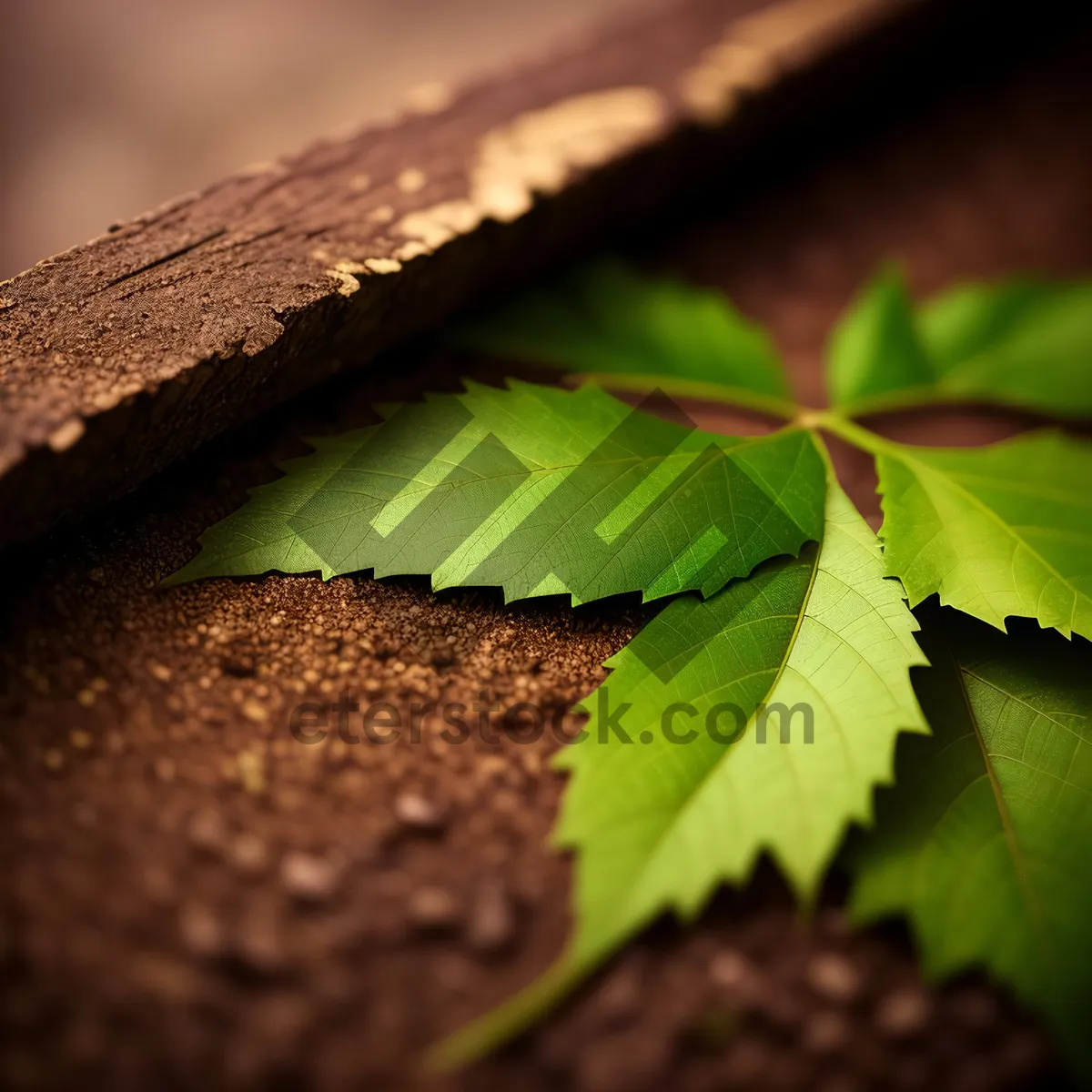 Picture of Vibrant Spring Growth in Natural Garden: Leafy Vascular Plant