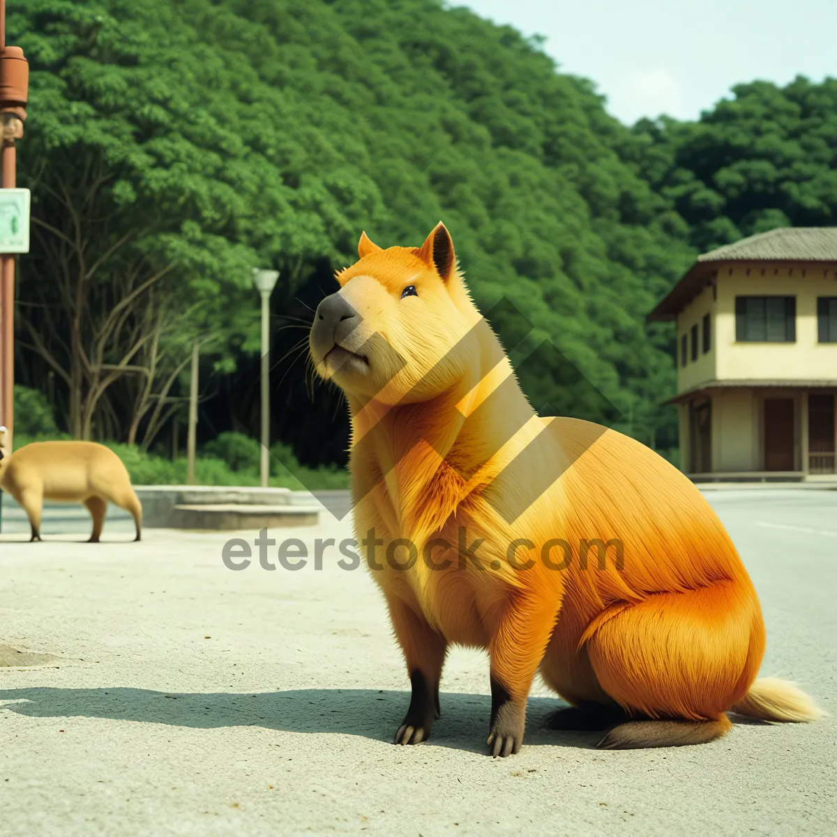 Picture of Pumpkin Bulldog - Playful Critter in Autumn