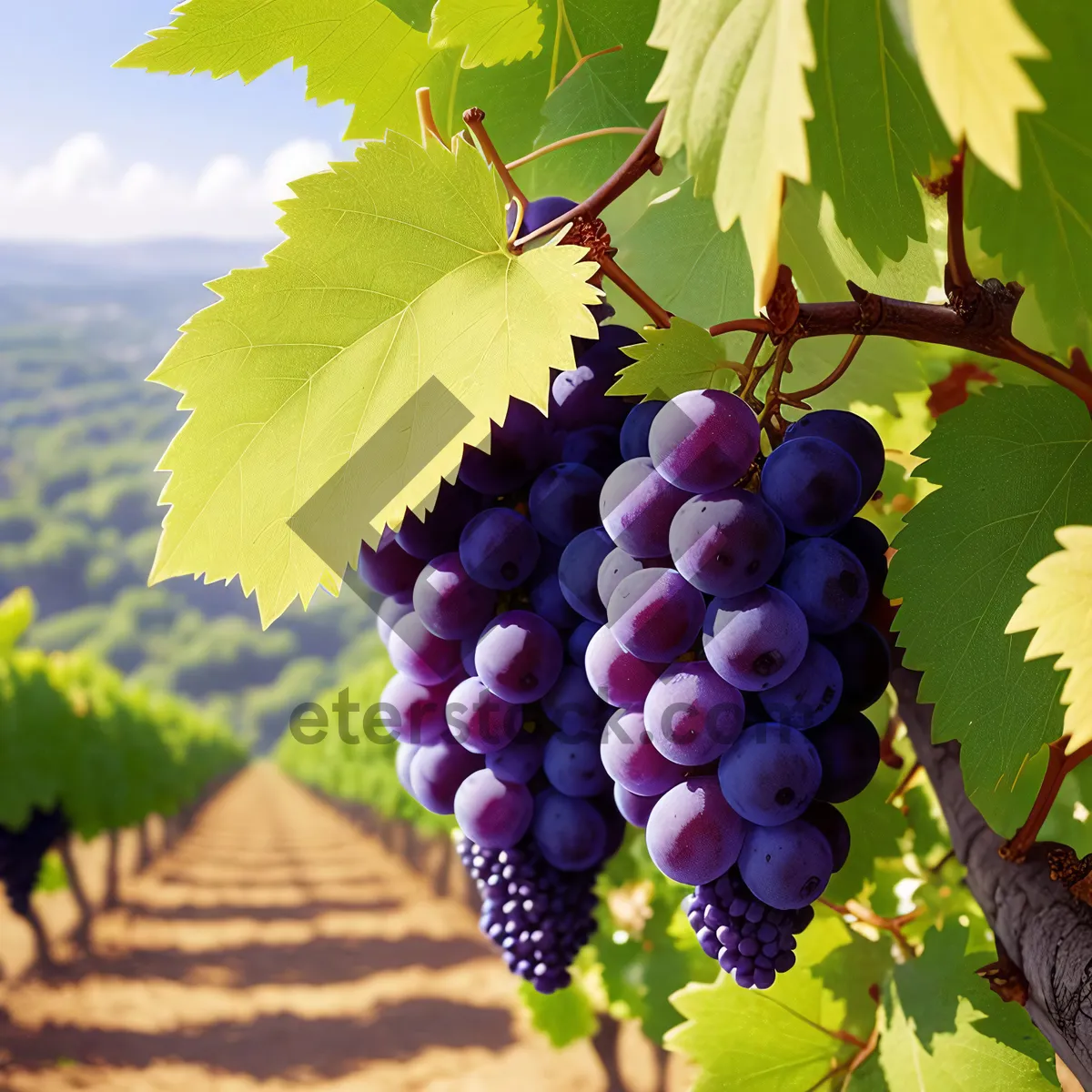 Picture of Vibrant Harvest: Ripe Grapes in Vineyard