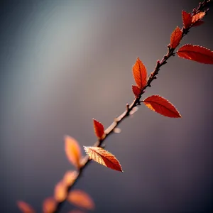 Vibrant Kangaroo Paw Flower Against Blue Sky