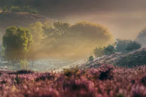 Sunset with dewy sunbeam at flowering heather hills in morning fog
