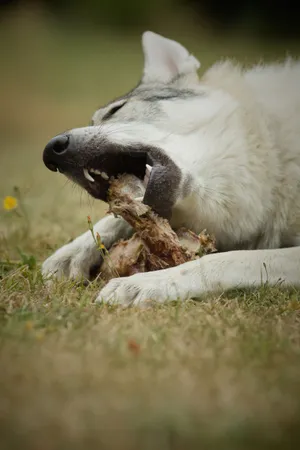 Cute malamute dog with fluffy fur.