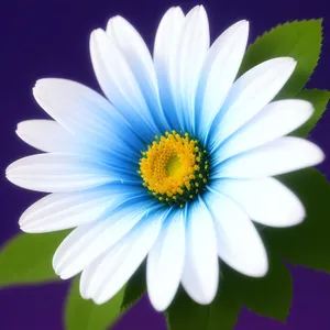 Yellow Daisy Meadow Closeup Bloom Outdoor Grass Bloom