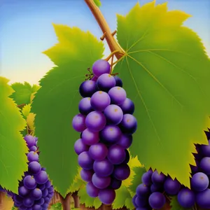 Vibrant Harvest: Ripe, Juicy Purple Grapes in Vineyard