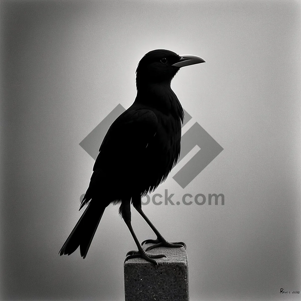 Picture of Wild Starling Bird with Beautiful Feathers and Beak