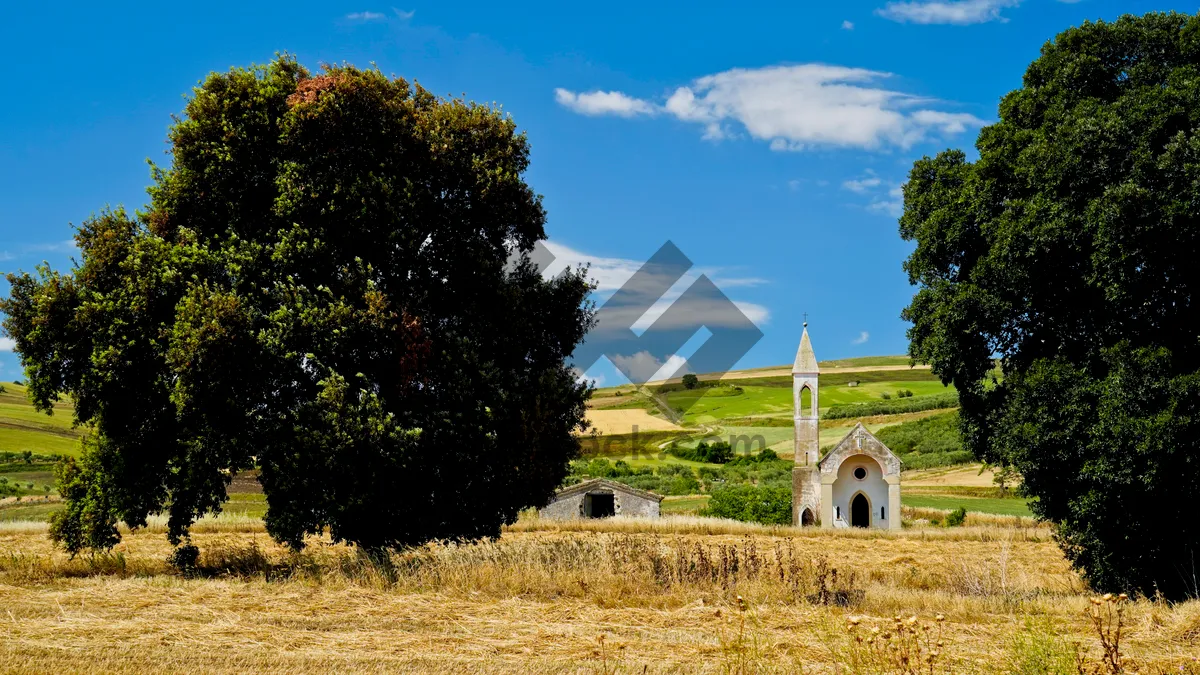 Picture of Golden Harvest Landscape in Countryside with Cloudy Sky