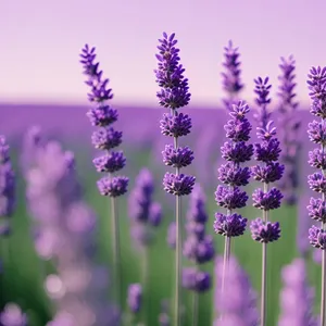 Lavender Aroma Blooming in Gardens
