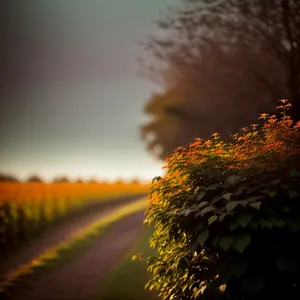 Golden Horizon: Sunset Over Rural Sunflower Field