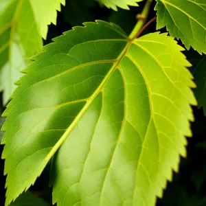 Sunlit Forest Foliage in Spring