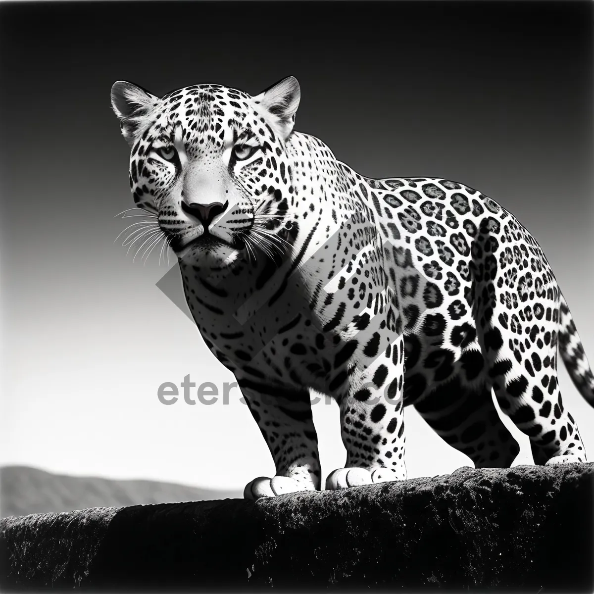 Picture of Striking Leopard Gazing with Intense Eyes