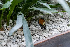 Colorful Butterfly on Orange Flower in Garden