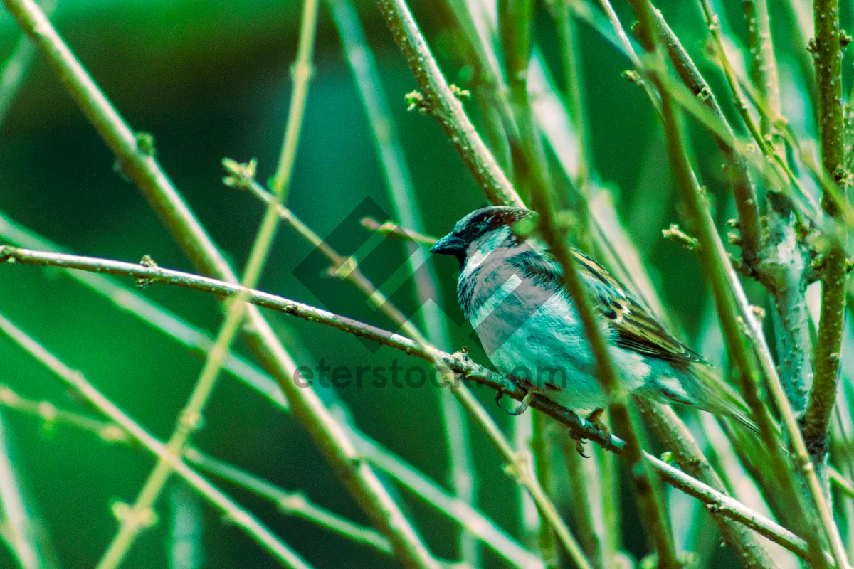 Picture of Indigo Bunting perched on garden branch with feathers.