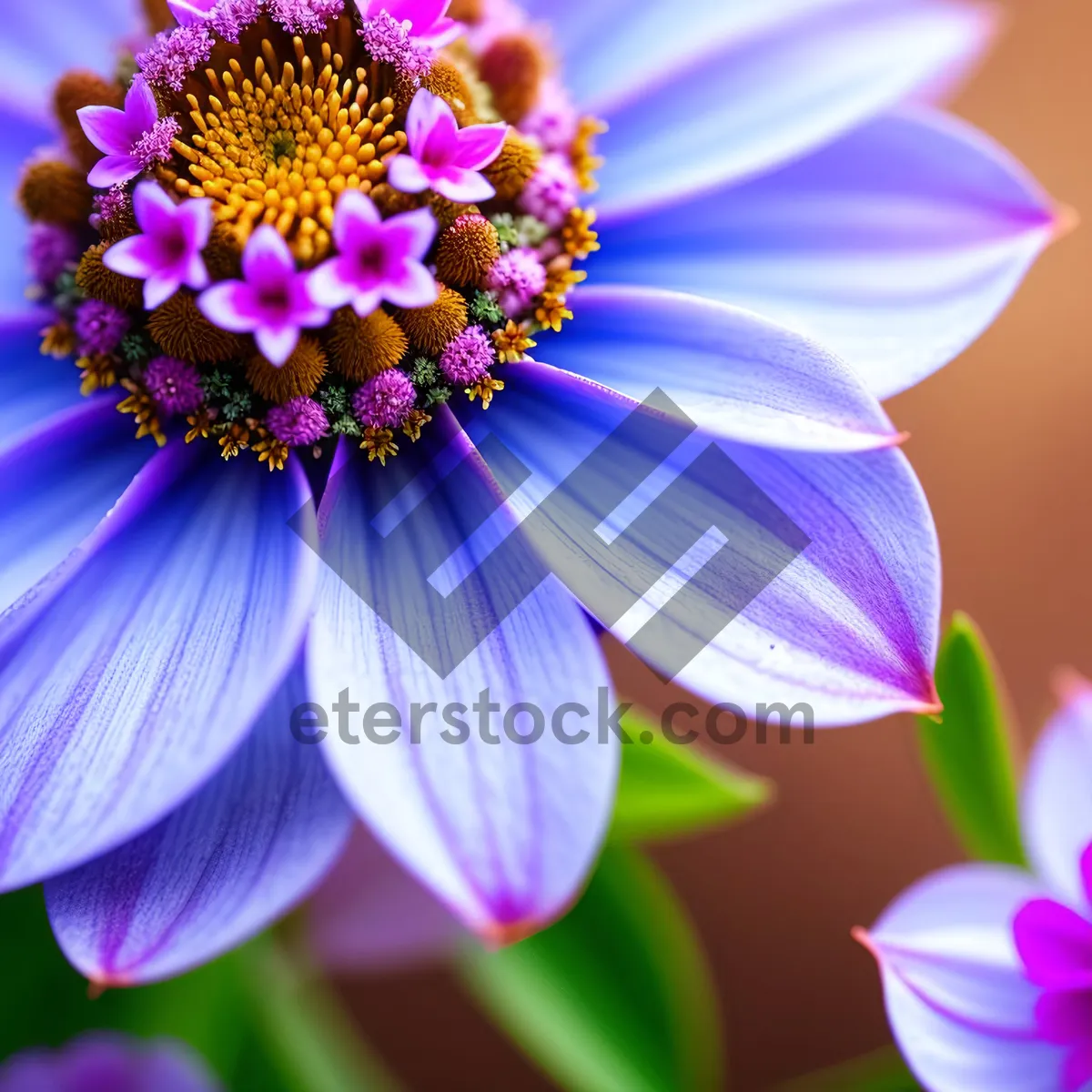 Picture of Vibrant Pink Daisy Blossom in Summer Garden
