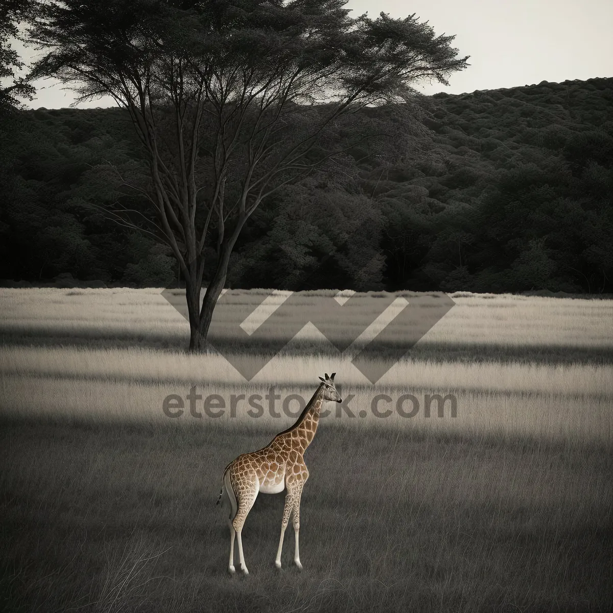 Picture of South African Wildlife: Majestic Giraffe in the Wild