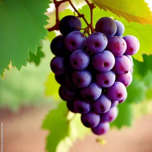 Juicy Autumn Harvest: Organic Purple Grape Bunch