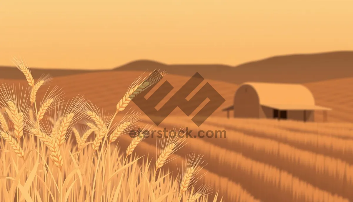 Picture of Scenic Summer Landscape with Wheat Field and Clouds