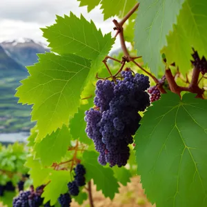 Ripe Mulberry Grapevine in Vineyard Harvest