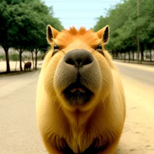 Cute Brown Llama Head Portrait on Farm