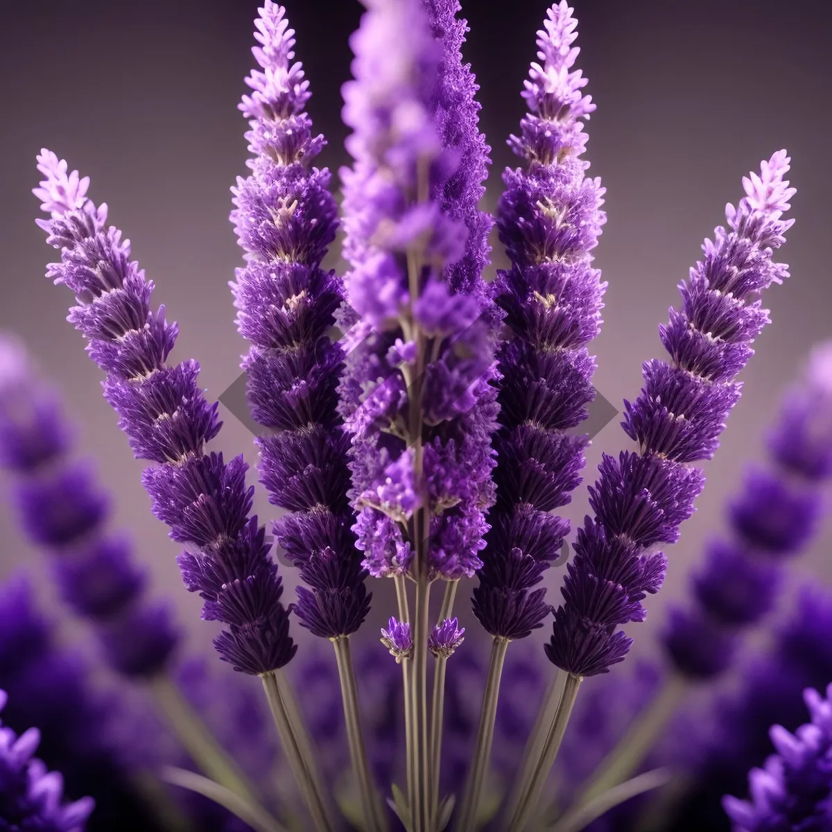 Picture of Lavender Fields: Aromatic Blooms in the Countryside