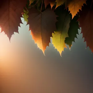 Golden Autumn Leaves on Oak Tree