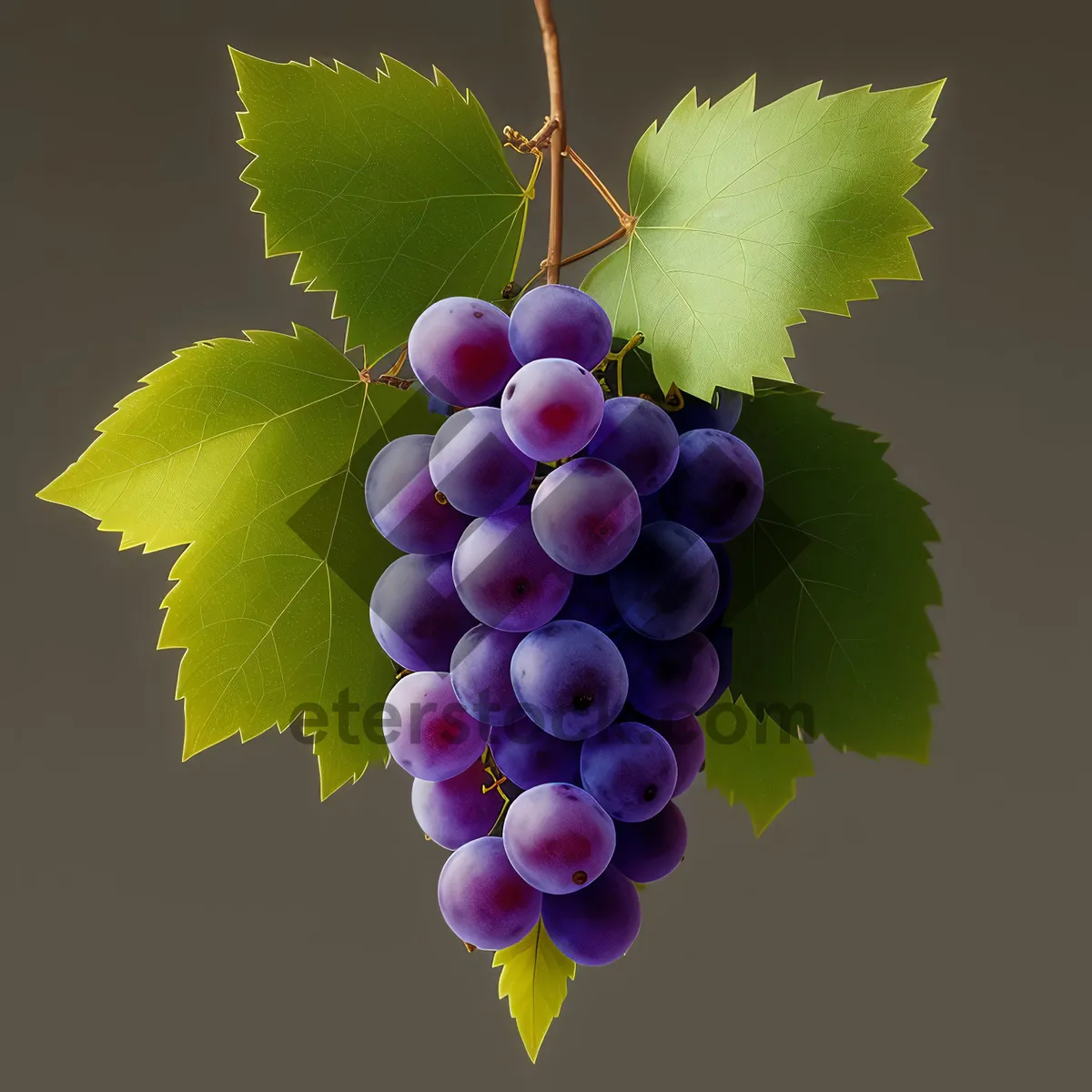 Picture of Juicy Vineyard Grapes: Ripe, Fresh, and Sweet!