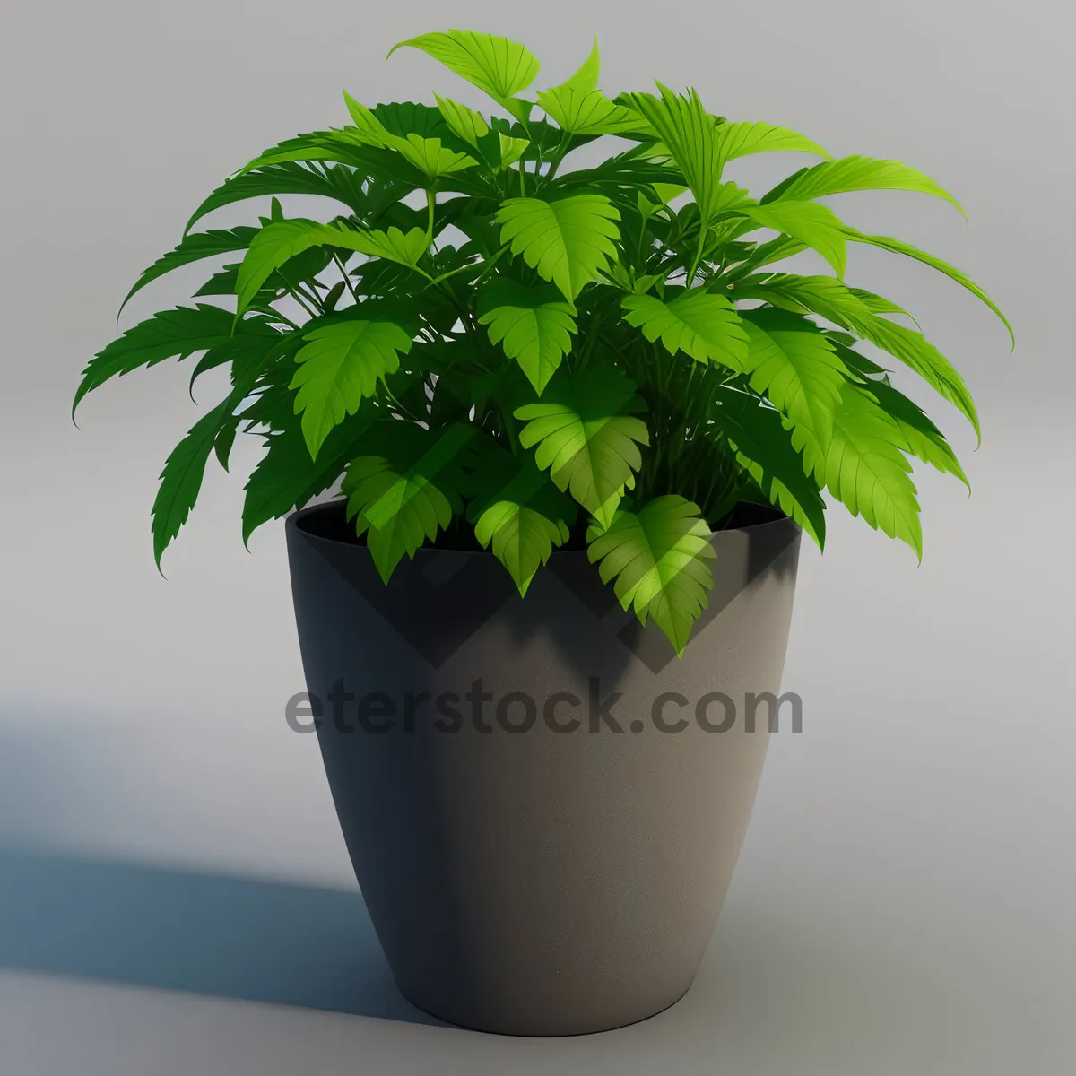 Picture of Fresh Green Herbal Pot Plant with Parsley Leaves