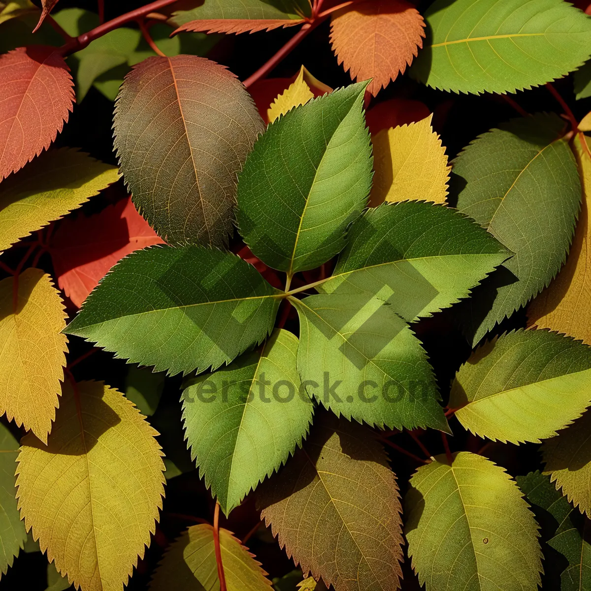 Picture of Lush Fig Tree amidst Vibrant Foliage