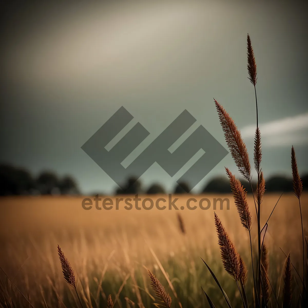 Picture of Golden Wheat Field at Sunset