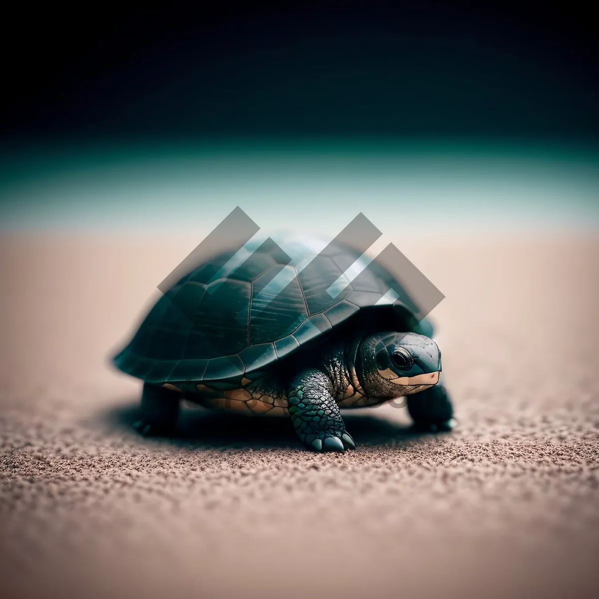 Picture of Slow-moving reptile with protective shell - Turtle