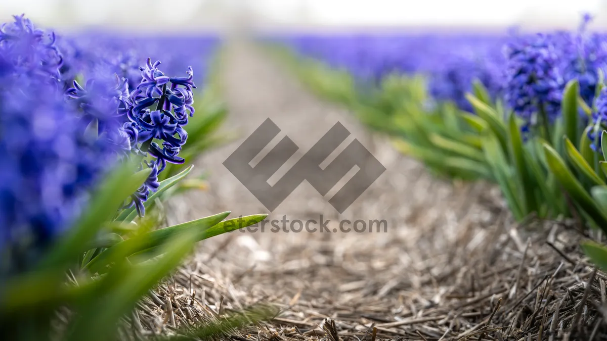 Picture of Purple floral garden blooms in spring