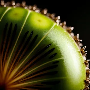Juicy Kiwi Slice - Fresh and Healthy Tropical Fruit