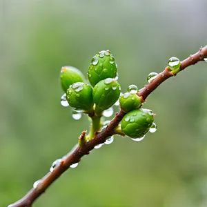 Spring Blossom on Woody Tree Branch.