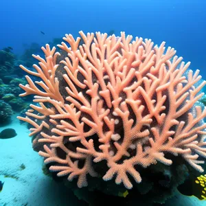 Colorful Tropical Reef with Diver and Anemone Fish