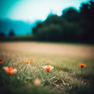 Sun-kissed Meadow with Vibrant Blossoms