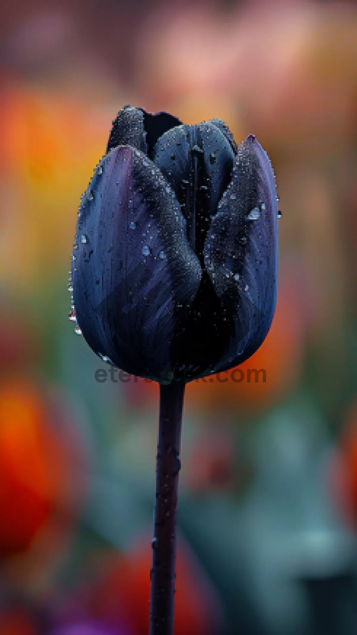 Picture of Spring Garden Tulip Bud in Glass Vase