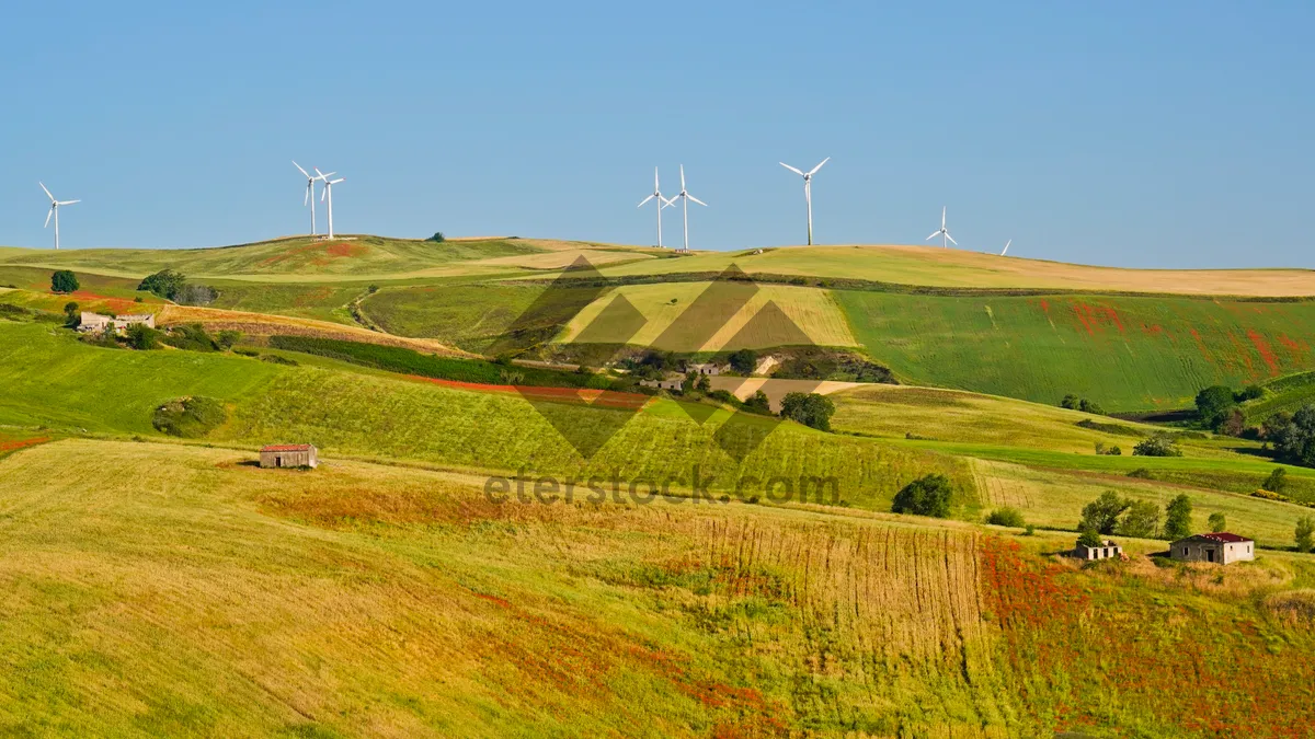 Picture of Rural summer landscape with wheat fields and blue sky