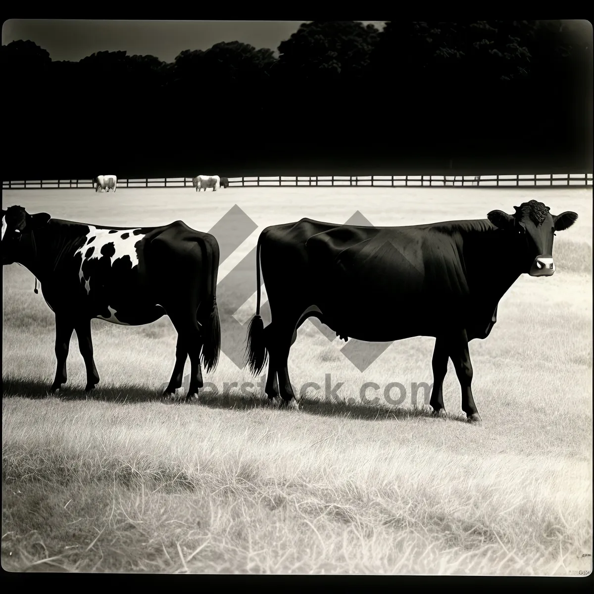 Picture of Countryside Livestock Grazing on Green Meadow