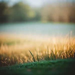 Golden Summer Field Harvest in Rural Countryside