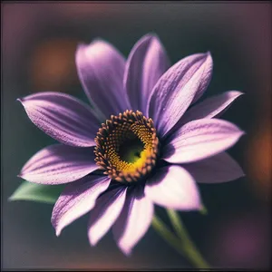 Blooming Pink Daisy in Summer Garden