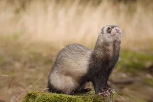 Brown furry weasel in wildlife zoo habitat.