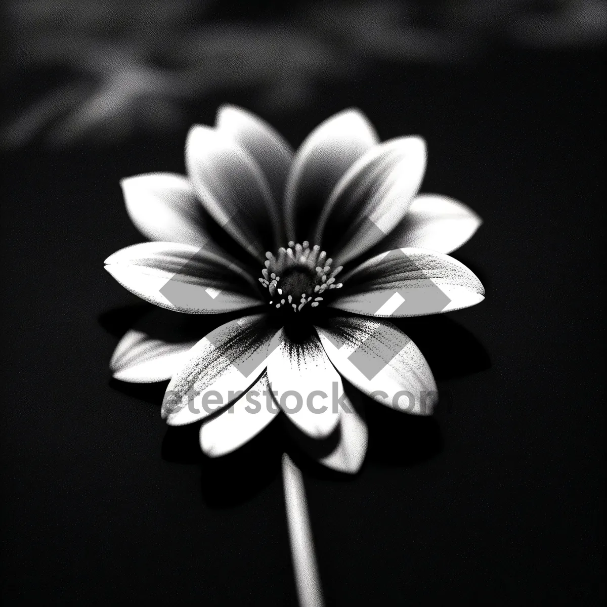 Picture of Bright Daisy Blossom in Summer Meadow