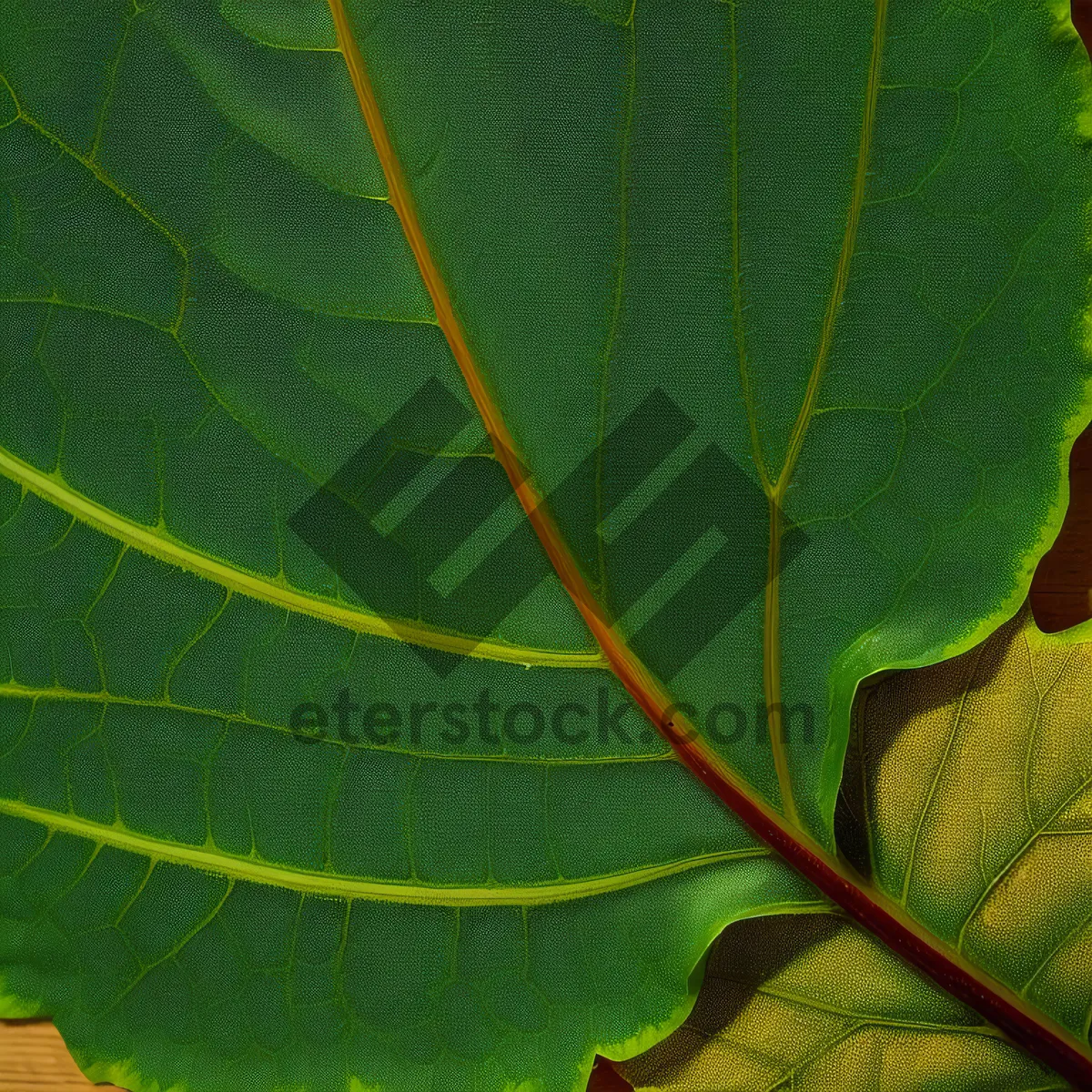 Picture of Vibrant Leaf Texture in Forest