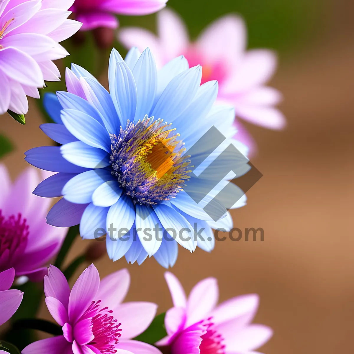 Picture of Vibrant Daisy Blossom in Full Bloom