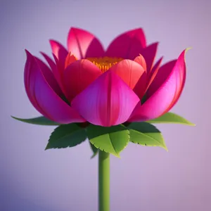Colorful Lotus Design: Vibrant Pink Tulip Graphic