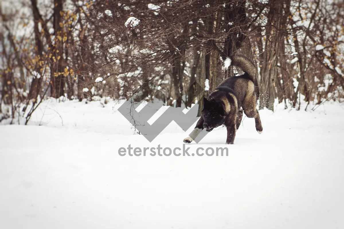 Picture of Winter Wonderland: Snow-covered Park with Shepherd Dog