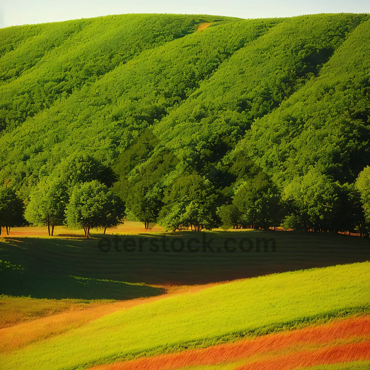 Picture of Rural Landscape with Rolling Hills and Rapeseed Fields