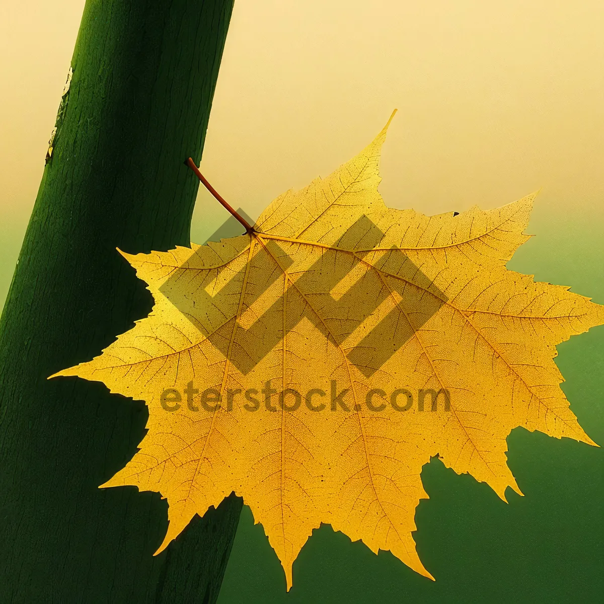 Picture of Vibrant Autumn Foliage: Colorful Maple Leaves in Fall