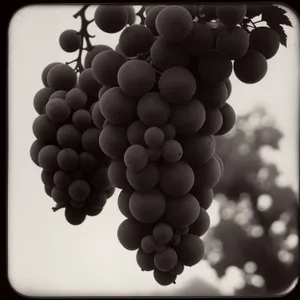 Autumn Harvest: Ripe and Juicy Grape Cluster