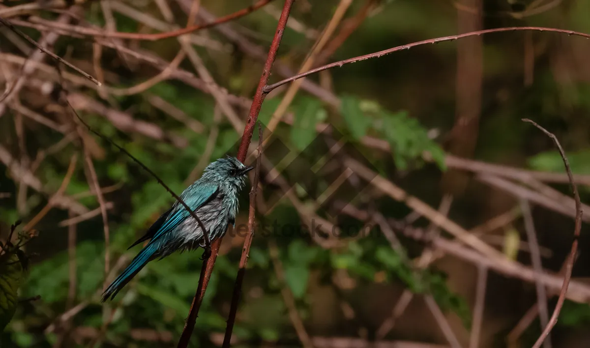 Picture of Colorful Finch Perched on Blossoming Spring Branch