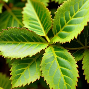 Lush Spring Foliage in Bright Forest Setting